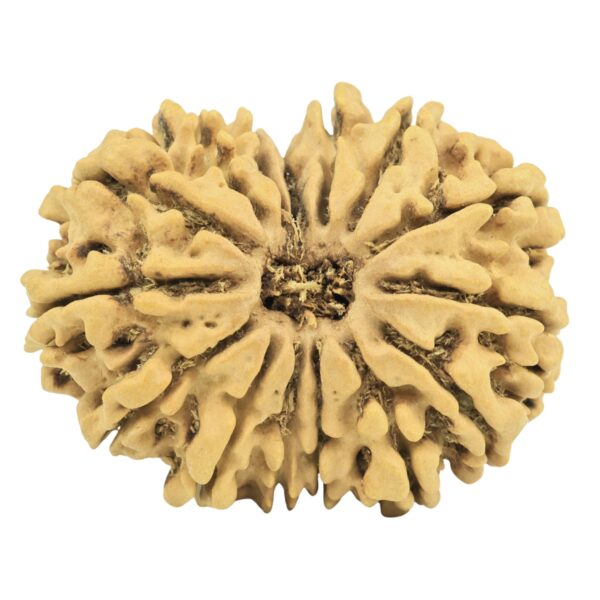 15 Mukhi Rudraksha 28.8mm 3.92gm - Rudraksha