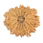 14 Mukhi Rudraksha 24.1mm 2.7gm - Rudraksha