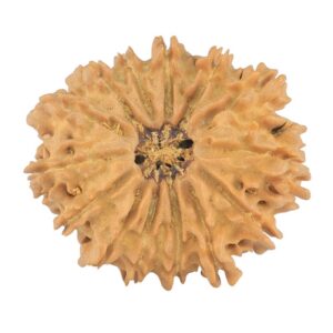 14 Mukhi Rudraksha 24.1mm 2.7gm - Rudraksha