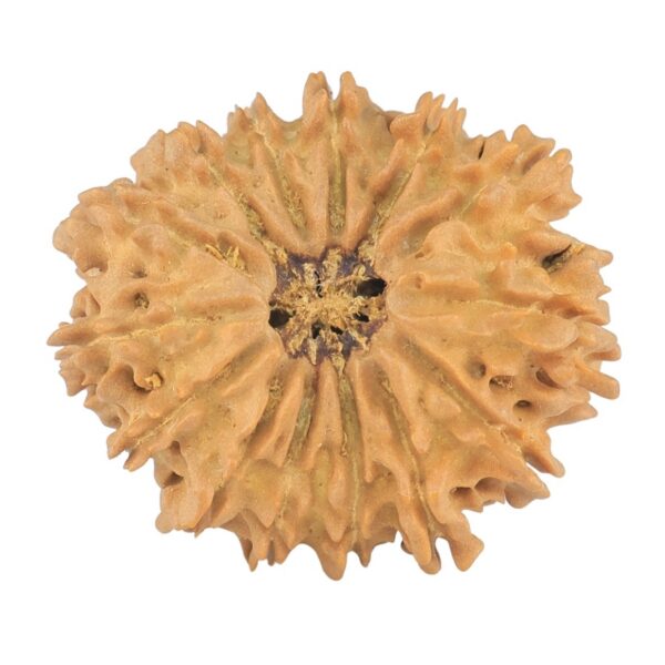 14 Mukhi Rudraksha 24.1mm 2.7gm - Rudraksha