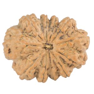 11 Mukhi Rudraksha 30.4mm 6.19gm - Rudraksha