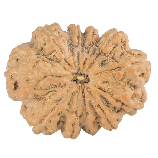 11 Mukhi Rudraksha 30.4mm 6.19gm - Rudraksha