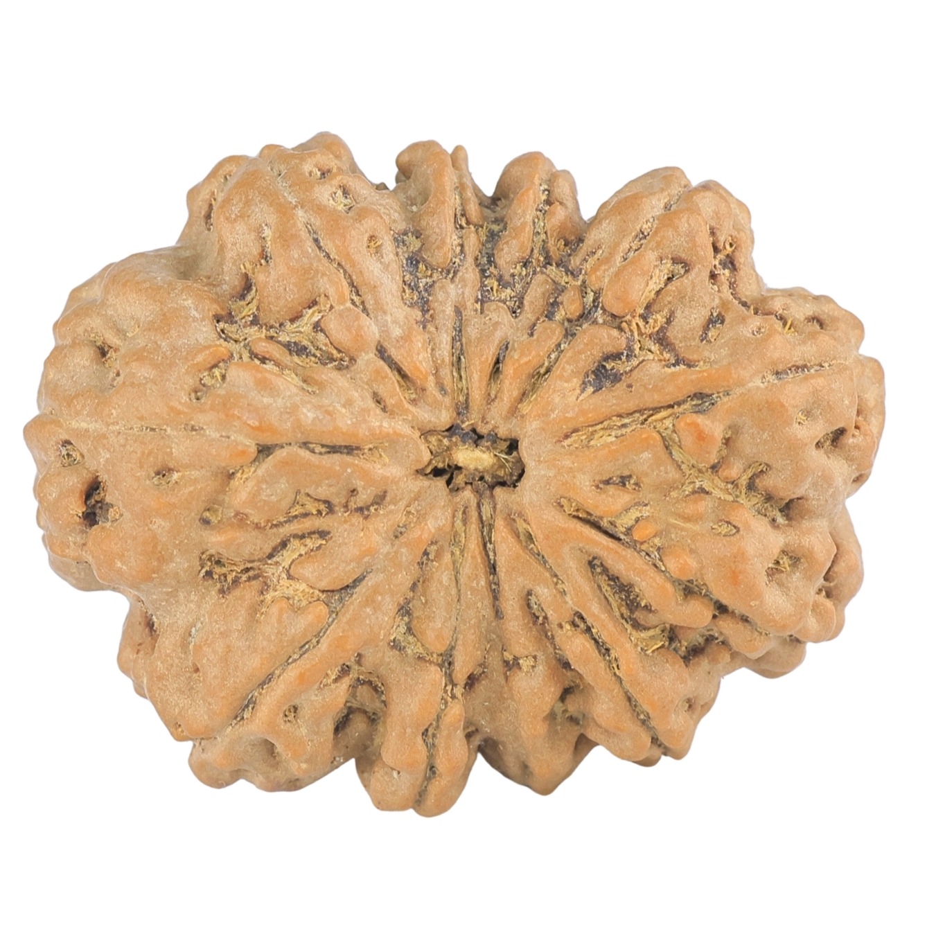 11 Mukhi Rudraksha 30.4mm 6.19gm - Rudraksha