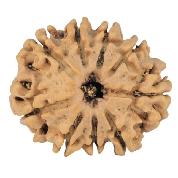 9 Mukhi Rudraksha 25.7mm 3.85gm - Origin: Nepal - Rudraksha