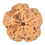 5 Mukhi Rudraksha 29.5mm 8.63gm - Rudraksha