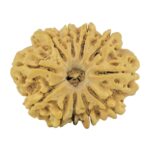 11 Mukhi Rudraksha 28.4mm 4.78gm - Rudraksha