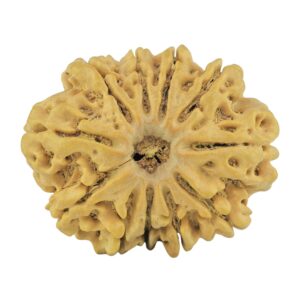 11 Mukhi Rudraksha 28.4mm 4.78gm - Rudraksha