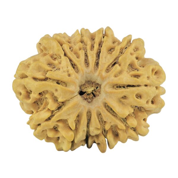 11 Mukhi Rudraksha 28.4mm 4.78gm - Rudraksha