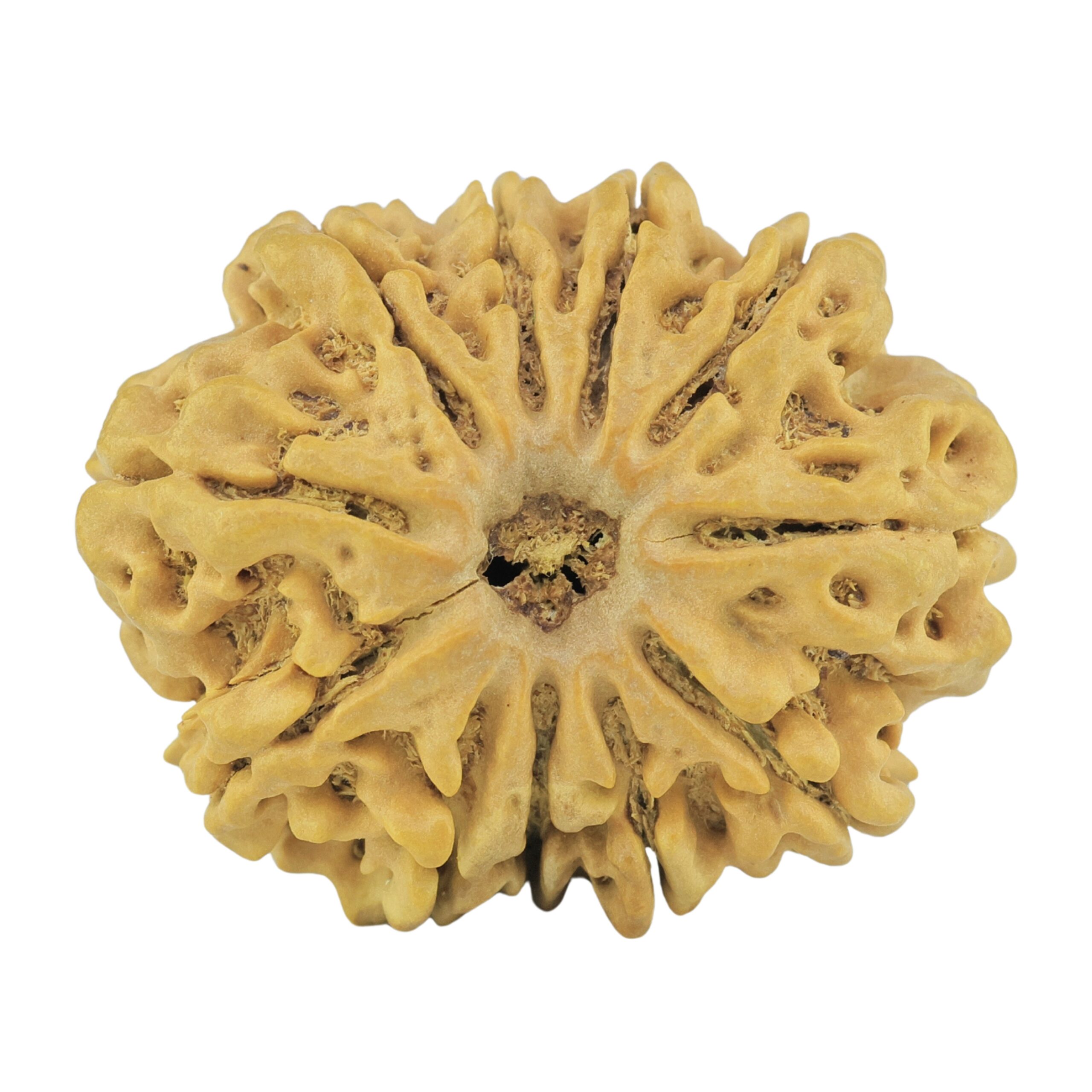 11 Mukhi Rudraksha 28.4mm 4.78gm - Rudraksha
