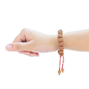8 Mukhi Indonesian Bracelet - Certificate: DCL/2026/B/0278 - Rudraksha Zoom Image