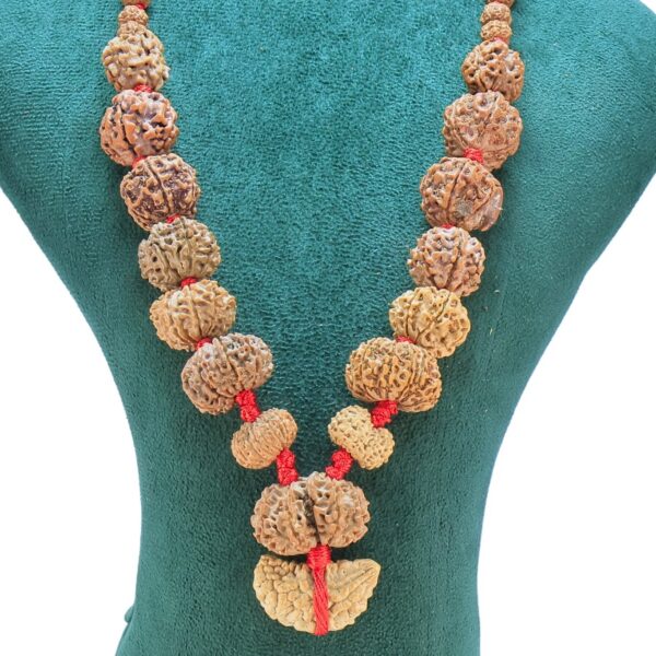 1 to 14 Mukhi Rudraksha Mala ( Siddha Mala )29.3859 - Rudraksha Zoom Image