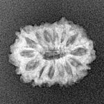14 Mukhi Rudraksha 17.9mm 1.12gm - Xray