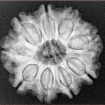9 Mukhi Rudraksha 24.8mm 4.86gm - Xray