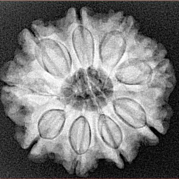 9 Mukhi Rudraksha 24.8mm 4.86gm - Xray