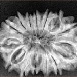 14 Mukhi Rudraksha 31mm 4.7gm - Xray