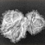 11 Mukhi Garbhgauri 27.4mm 3gm - Xray