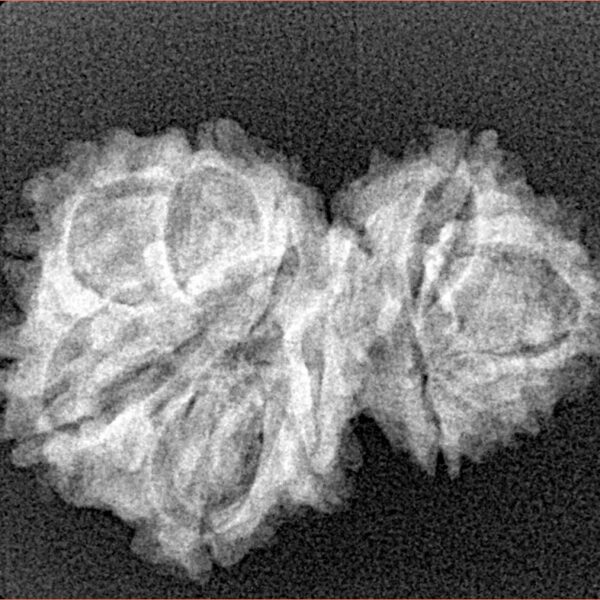 11 Mukhi Garbhgauri 27.4mm 3gm - Xray