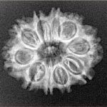 10 Mukhi Rudraksha 23.8mm 2.74gm - Xray