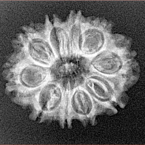 10 Mukhi Rudraksha 23.8mm 2.74gm - Xray