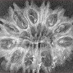 14 Mukhi Rudraksha 31.3mm 2.77gm - Xray