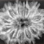 12 Mukhi Rudraksha 31.8mm 5.73gm - Xray