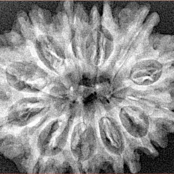 12 Mukhi Rudraksha 31.8mm 5.73gm - Xray