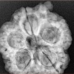 5 Mukhi Ganesh 29.4mm 6.5gm - Xray