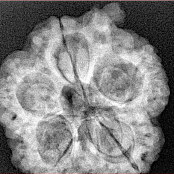 5 Mukhi Ganesh 29.4mm 6.5gm - Xray