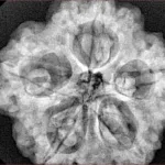 5 Mukhi Rudraksha 29mm 8.23gm - Xray