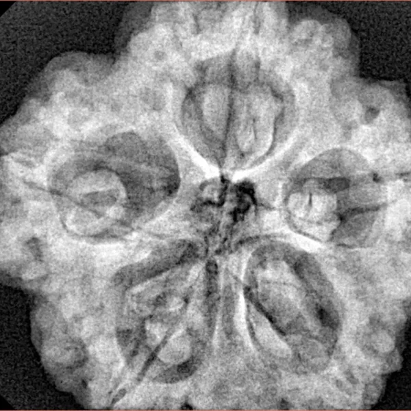5 Mukhi Rudraksha 29mm 8.23gm - Xray