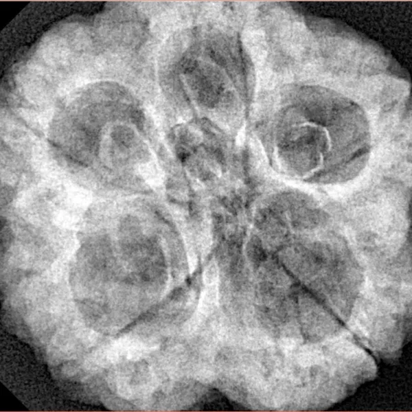 5 Mukhi Rudraksha 29mm 8.6gm - Xray
