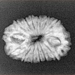 14 Mukhi Rudraksha 23.7mm 2.38gm - Xray