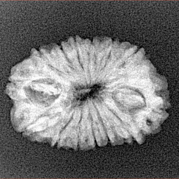 14 Mukhi Rudraksha 23.7mm 2.38gm - Xray