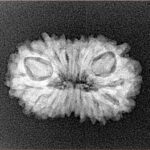 14 Mukhi Rudraksha 23.2mm 2.29gm - Xray