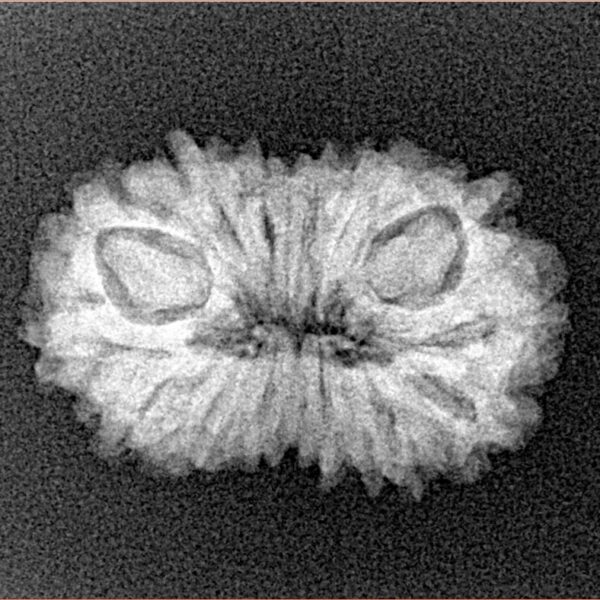 14 Mukhi Rudraksha 23.2mm 2.29gm - Xray