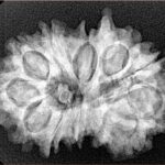 12 Mukhi G.S & Ganesh 29.2mm 4.82gm - Xray