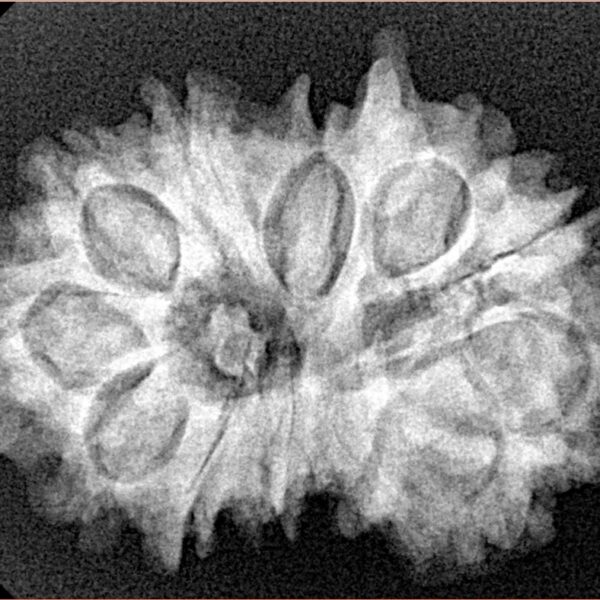 12 Mukhi G.S & Ganesh 29.2mm 4.82gm - Xray