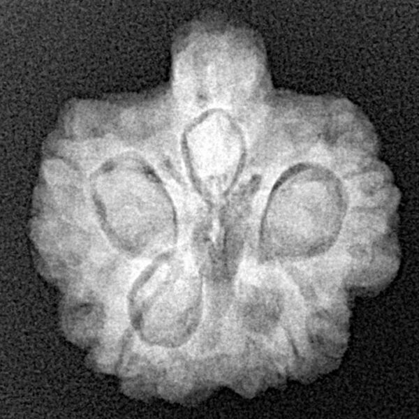 5 Mukhi Ganesh 21.2mm 3.76gm - Xray