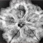 5 Mukhi Rudraksha 29.6mm 8.8gm - Xray