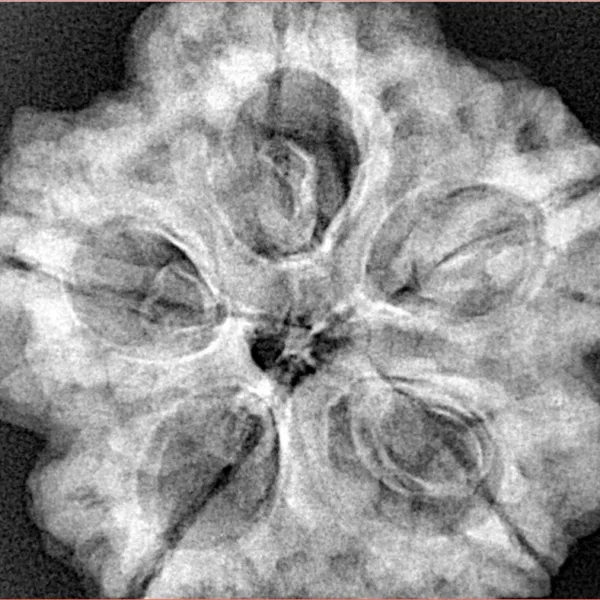 5 Mukhi Rudraksha 29.6mm 8.8gm - Xray