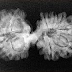 13 Mukhi Mini Trijuti 32.5mm 4.82gm - Xray