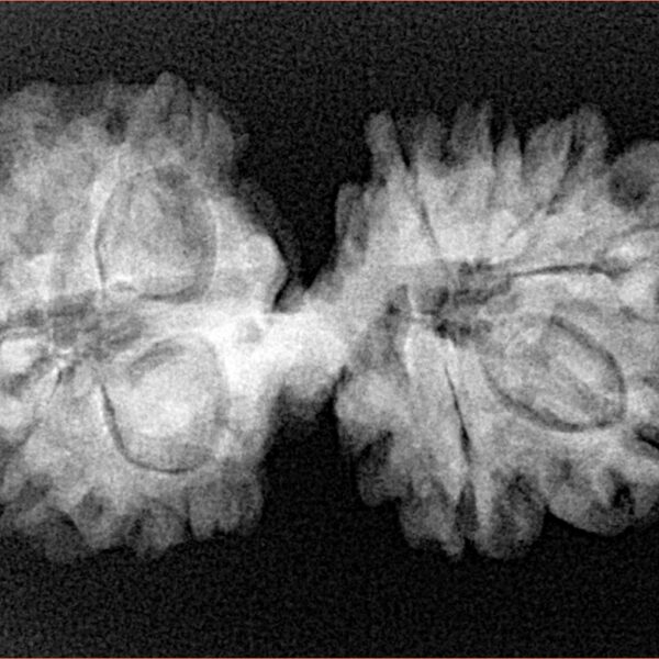 13 Mukhi Mini Trijuti 32.5mm 4.82gm - Xray