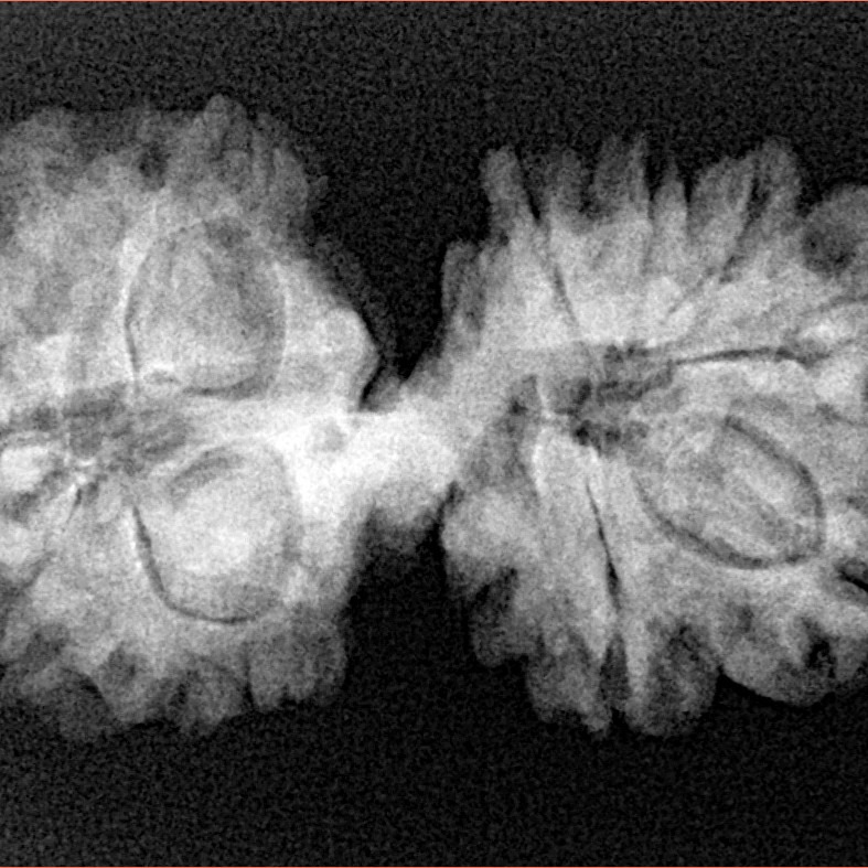 13 Mukhi Mini Trijuti 32.5mm 4.82gm - Xray
