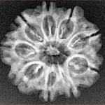 9 Mukhi Rudraksha 23.7mm 2.86gm - Xray