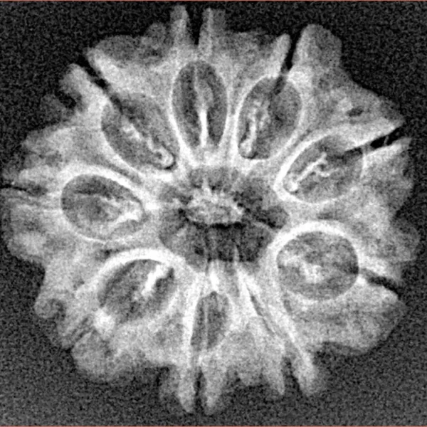 9 Mukhi Rudraksha 23.7mm 2.86gm - Xray