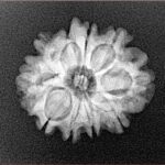 10 Mukhi Rudraksha 21.3mm 2.77gm - Xray