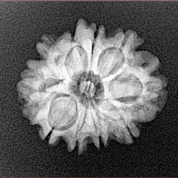 10 Mukhi Rudraksha 21.3mm 2.77gm - Xray