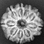 9 Mukhi Rudraksha 22.3mm 2.8gm - Xray