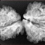 13 Mukhi Mini Trijuti 38mm 7gm - Xray