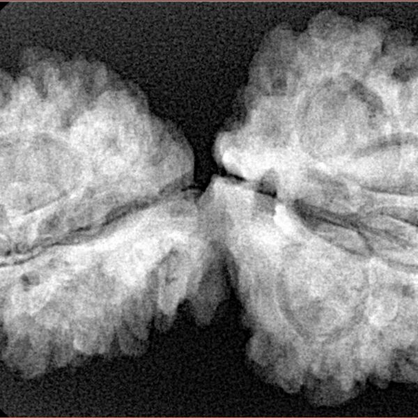 13 Mukhi Mini Trijuti 38mm 7gm - Xray